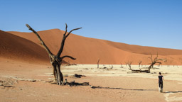 Deadvlei - ist eine von Namibsand-Dünen umschlossene Ton-Pfanne (Vlei)