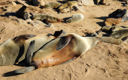 Länge bis 250 cm (Männchen) bzw. 180 cm (Weibchen), Gewicht: ca. 85 kg