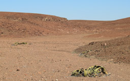 Welwitschie  (Welwitschia mirabilis) - besitzt nur ein einziges Blattpaar,  Alter von bis zu 2000 Jahren