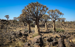 Köcherbaumwald - nordöstlich von Keetmanshoop gelegen