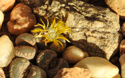 Arten der Gattung  LITHOPS  sind im  Botswana, Namibia und Südafrika verbreitet.