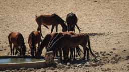 Namibische Wildpferd