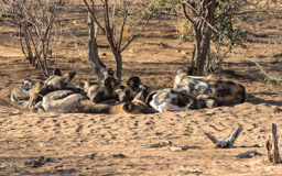 Afrikanische Wildhunde   (Lycaon pictus)