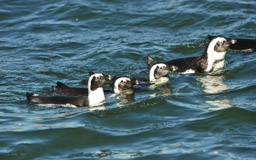 Brillenpinguine  (Spheniscus)